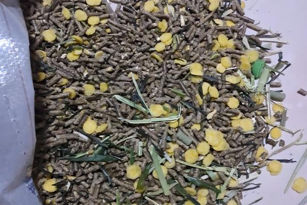 家庭养兔怎么建兔舍,进出口要设置好消毒池