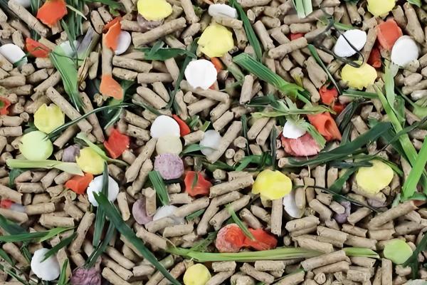 家庭养兔怎么建兔舍,进出口要设置好消毒池