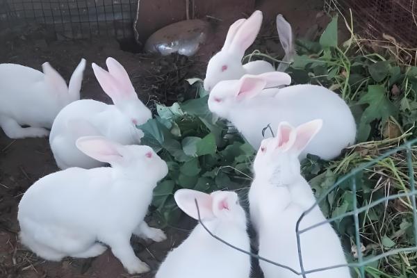 家庭养兔怎么建兔舍,进出口要设置好消毒池