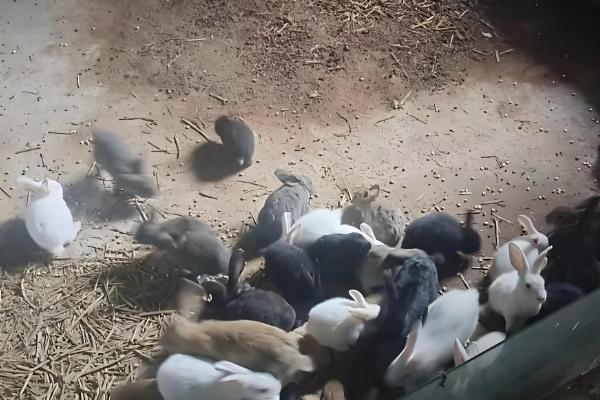 家庭养兔怎么建兔舍,进出口要设置好消毒池