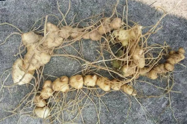 黄精的市场需求量大吗，市场需求量比较大