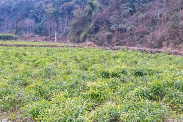 黄精的市场需求量大吗，市场需求量比较大