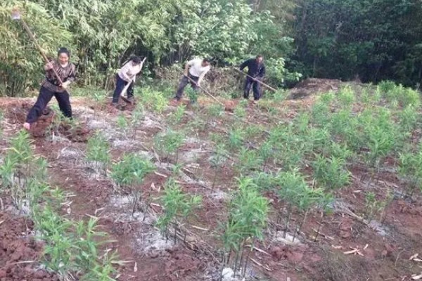 黄精的市场需求量大吗，市场需求量比较大