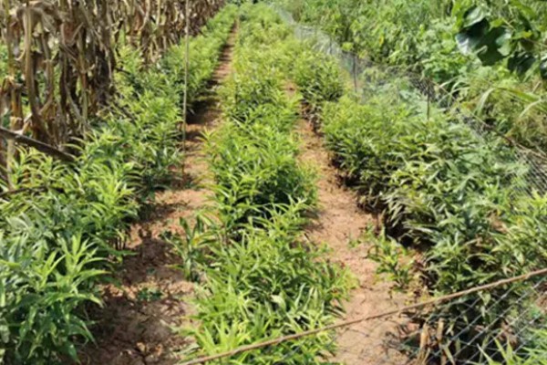 黄精的市场需求量大吗，市场需求量比较大