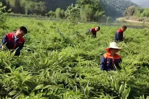 黄精的市场需求量大吗，市场需求量比较大