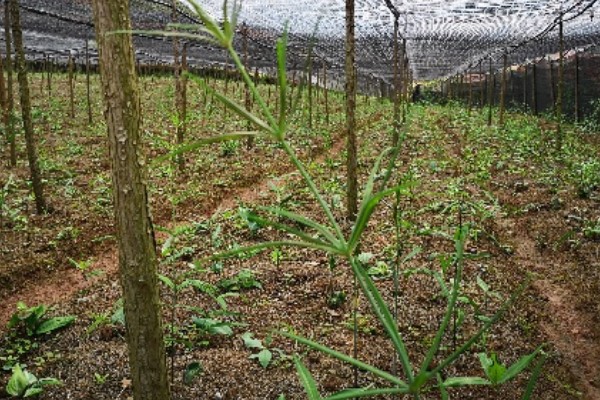 黄精的市场需求量大吗，市场需求量比较大