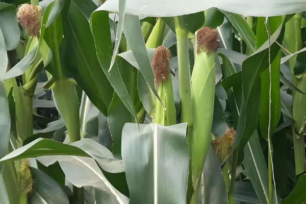 机玉7号玉米种的特征特性，夏播生育期为103-104天