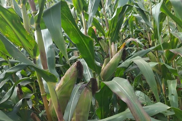 机玉7号玉米种的特征特性，夏播生育期为103-104天