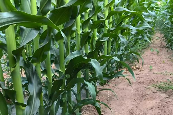 机玉7号玉米种的特征特性，夏播生育期为103-104天