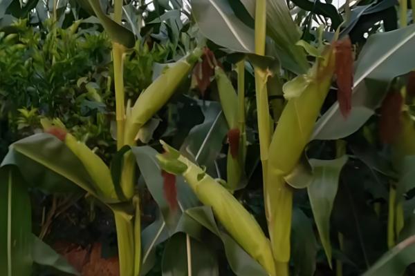 机玉7号玉米种的特征特性，夏播生育期为103-104天