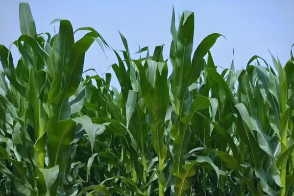 机玉7号玉米种的特征特性，夏播生育期为103-104天