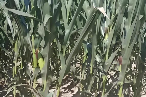 机玉7号玉米种的特征特性，夏播生育期为103-104天