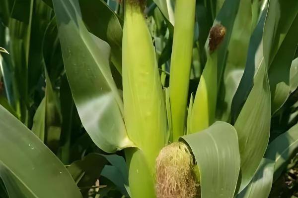 机玉7号玉米种的特征特性，夏播生育期为103-104天