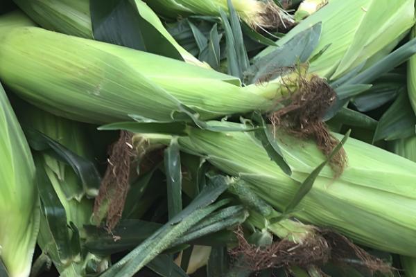 机玉7号玉米种的特征特性，夏播生育期为103-104天