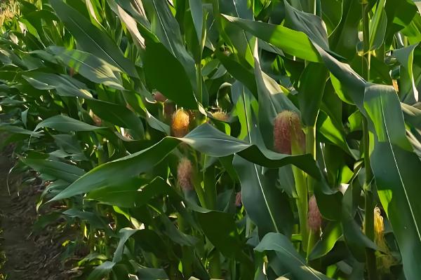 机玉7号玉米种的特征特性，夏播生育期为103-104天