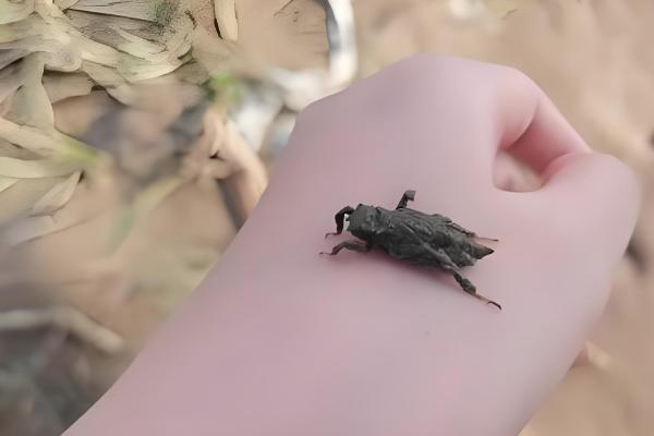 蜻蜓宝宝吃什么东西,以浮游稚虫、石蝇稚虫等为食