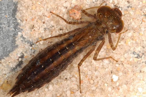 蜻蜓宝宝吃什么东西,以浮游稚虫、石蝇稚虫等为食