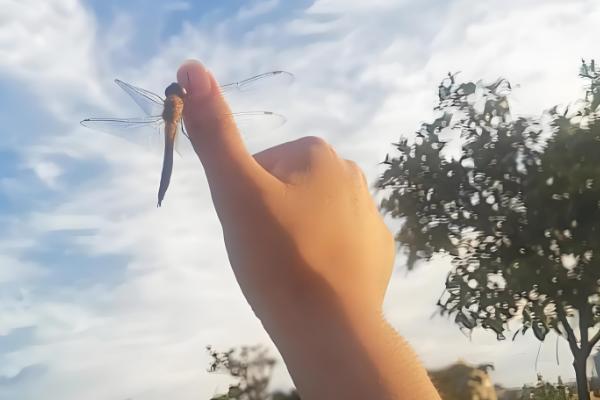 蜻蜓宝宝吃什么东西,以浮游稚虫、石蝇稚虫等为食