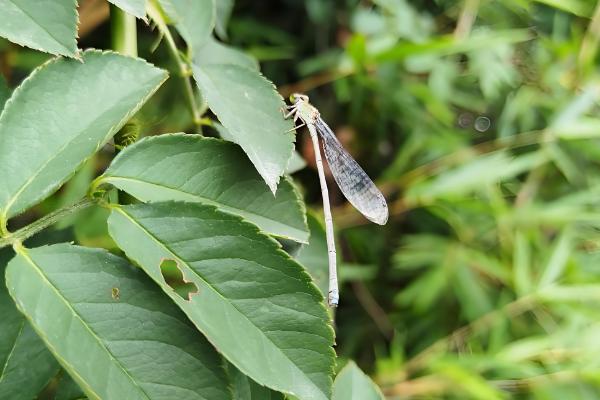 蜻蜓宝宝吃什么东西,以浮游稚虫、石蝇稚虫等为食