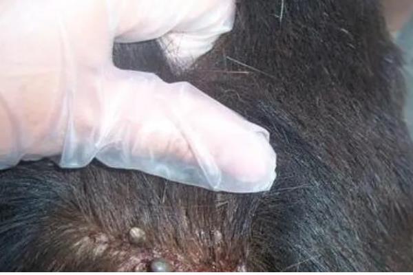 牛虱子的克星，可用敌敌畏、二氯苯醚菊酯洗剂等