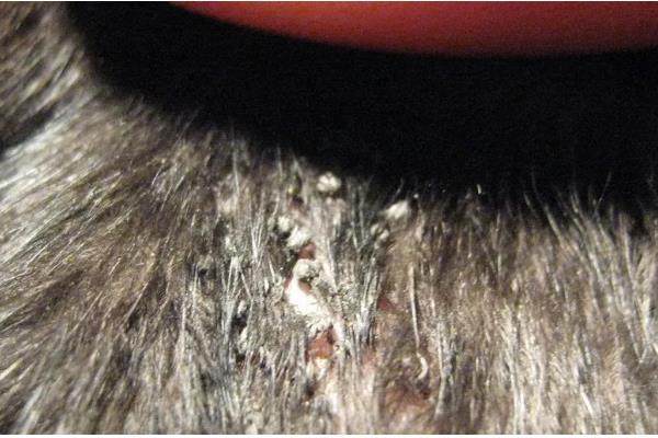 牛虱子的克星，可用敌敌畏、二氯苯醚菊酯洗剂等