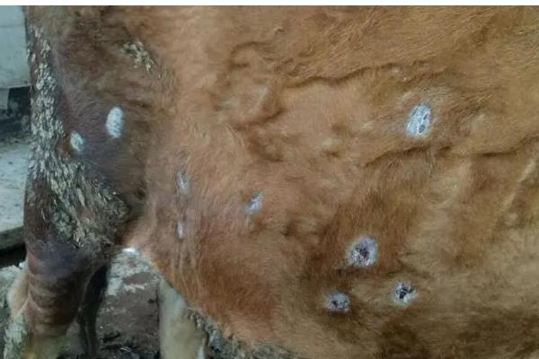 牛虱子的克星，可用敌敌畏、二氯苯醚菊酯洗剂等