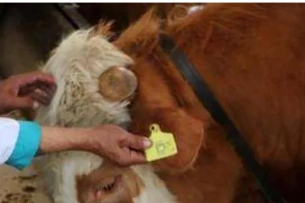 牛虱子的克星，可用敌敌畏、二氯苯醚菊酯洗剂等