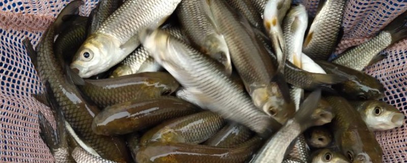 草鱼还是鲤鱼刺多，草鱼的刺更多