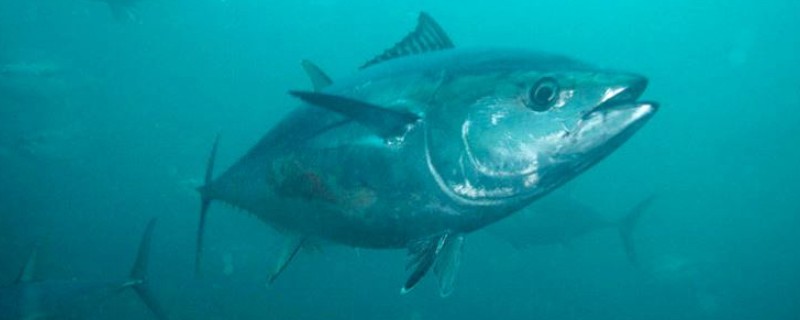 金枪鱼是三文鱼吗，二者不是同一种鱼