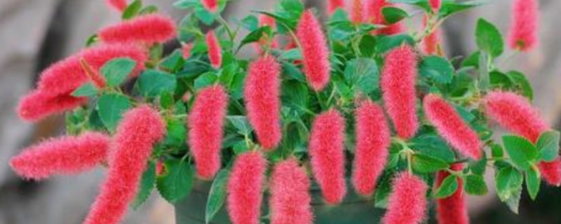 狗尾红如何养护，生长期给予其充足的光照