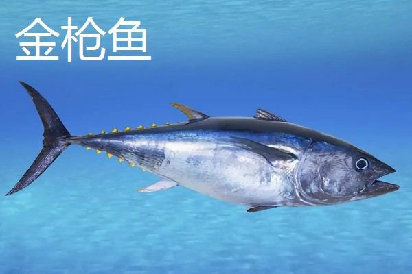 金枪鱼是三文鱼吗，二者不是同一种鱼