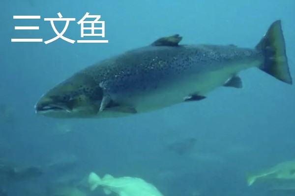 金枪鱼是三文鱼吗，二者不是同一种鱼