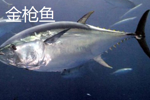 金枪鱼是三文鱼吗，二者不是同一种鱼