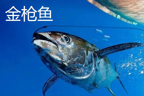 金枪鱼是三文鱼吗，二者不是同一种鱼