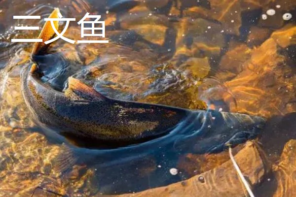 金枪鱼是三文鱼吗，二者不是同一种鱼