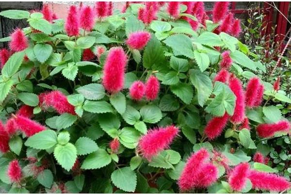 狗尾红如何养护，生长期给予其充足的光照