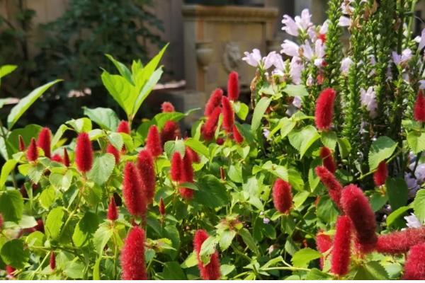 狗尾红如何养护，生长期给予其充足的光照