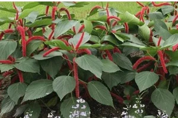 狗尾红如何养护，生长期给予其充足的光照