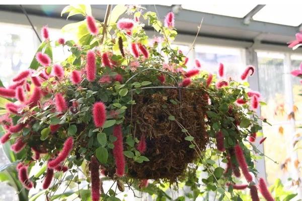 狗尾红如何养护，生长期给予其充足的光照