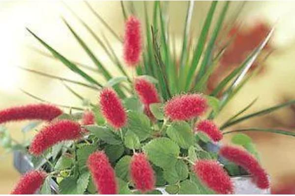 狗尾红如何养护，生长期给予其充足的光照