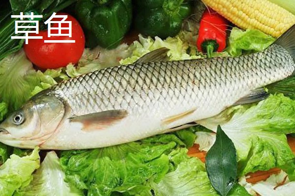 草鱼还是鲤鱼刺多，草鱼的刺更多