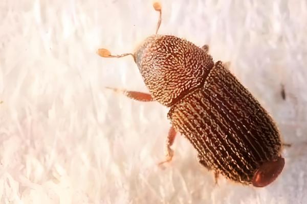 粉蠹虫的防治方法,采用蒸气高温脱脂法可杀灭成虫和虫卵