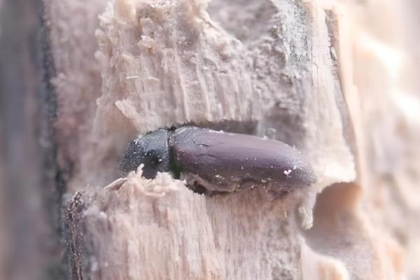 粉蠹虫的防治方法,采用蒸气高温脱脂法可杀灭成虫和虫卵