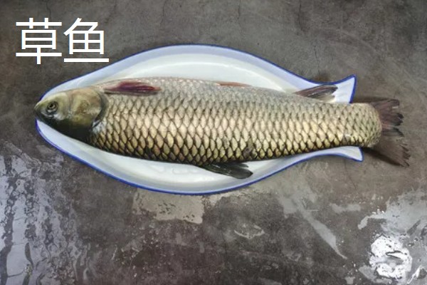 草鱼还是鲤鱼刺多，草鱼的刺更多