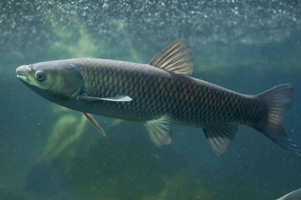 草鱼还是鲤鱼刺多，草鱼的刺更多