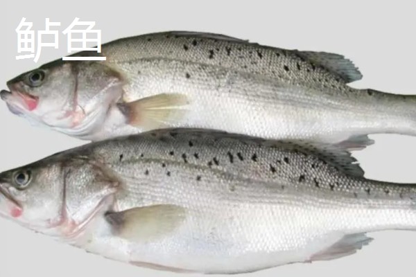草鱼还是鲤鱼刺多，草鱼的刺更多