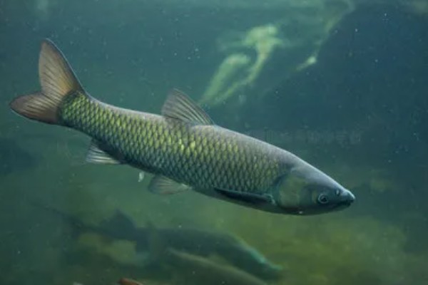 草鱼还是鲤鱼刺多，草鱼的刺更多