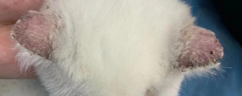 猫耳朵掉毛的原因，一般是打架、耳螨、猫癣等问题所致