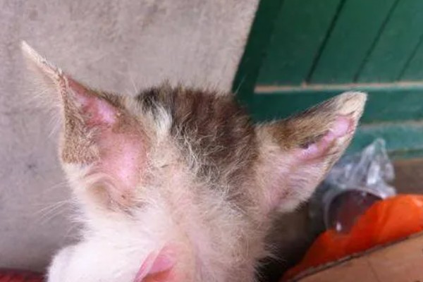 猫耳朵掉毛的原因,一般是打架、耳螨、猫癣等问题所致