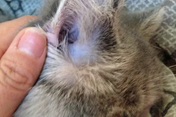 猫耳朵掉毛的原因,一般是打架、耳螨、猫癣等问题所致